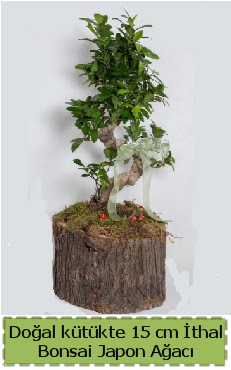 Doal ktkte thal bonsai japon aac  Bitlis iek gnderme 