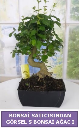 S dal erilii bonsai japon aac  Bitlis iek sat 