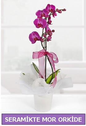 Seramik içerisinde birinci kalite tek dallı mor orkide  Bitlis İnternetten çiçek siparişi 