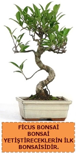 Ficus bonsai 15 ile 25 cm arasndadr  Bitlis iek yolla 