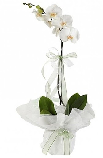 Tekli Beyaz Orkide  Bitlis hediye iek yolla 