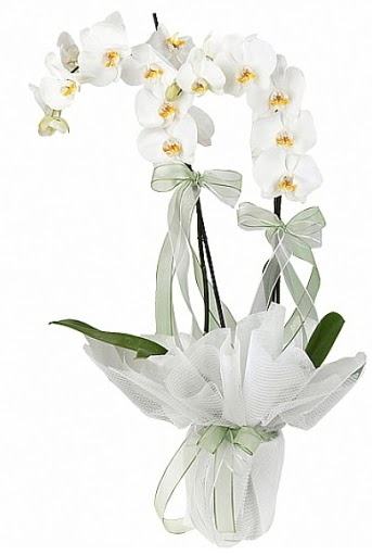 ift Dall Beyaz Orkide  Bitlis anneler gn iek yolla 