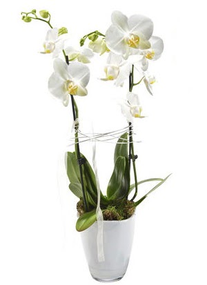 2 dall beyaz seramik beyaz orkide sakss  Bitlis iek gnderme sitemiz gvenlidir 