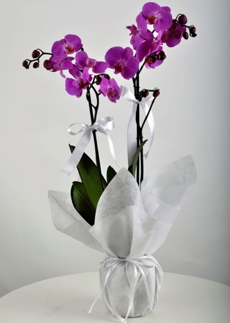 ift dall saksda mor orkide iei  Bitlis iek siparii vermek 