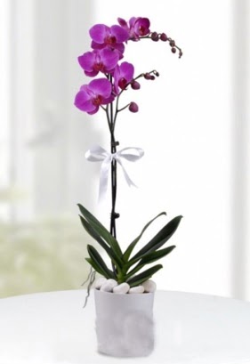 Tek dall saksda mor orkide iei  Bitlis iekiler 