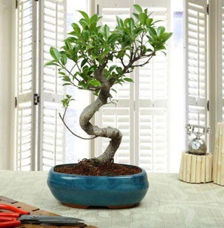 Amazing Bonsai Ficus S thal  Bitlis internetten iek siparii 