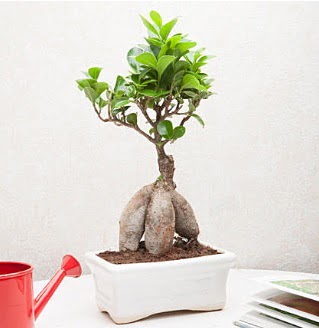 Exotic Ficus Bonsai ginseng  Bitlis iek servisi , ieki adresleri 
