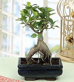 Appealing Ficus Ginseng Bonsai  Bitlis anneler gn iek yolla 