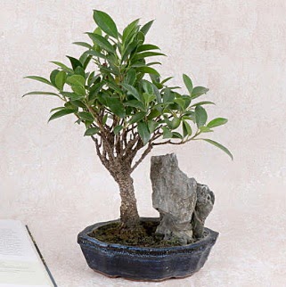 Japon aac Evergreen Ficus Bonsai  Bitlis iek gnderme sitemiz gvenlidir 