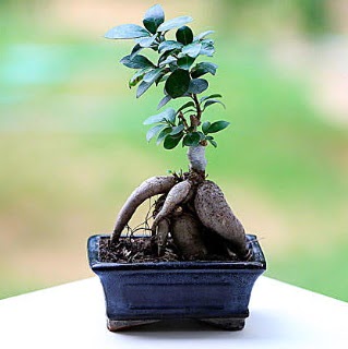 Marvellous Ficus Microcarpa ginseng bonsai  Bitlis iek siparii vermek 