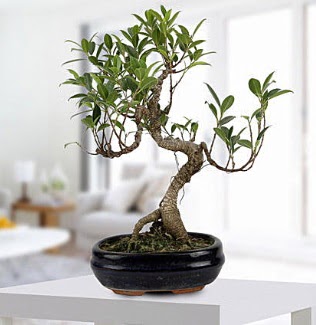 Gorgeous Ficus S shaped japon bonsai  Bitlis yurtii ve yurtd iek siparii 