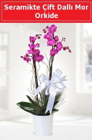 Seramikte Çift Dallı Mor Orkide  Bitlis anneler günü çiçek yolla 