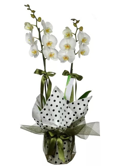 ift Dall Beyaz Orkide  Bitlis 14 ubat sevgililer gn iek 