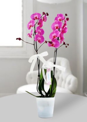 Çift dallı mor orkide  Bitlis çiçekçiler 
