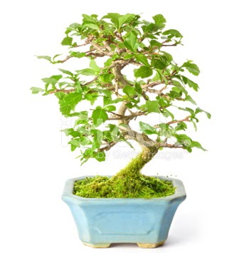 S zerkova bonsai ksa sreliine  Bitlis nternetten iek siparii 