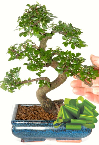 Yaklak 25 cm boyutlarnda S bonsai  Bitlis iek siparii sitesi 