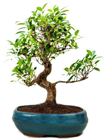 25 cm ile 30 cm aralığında Ficus S bonsai  Bitlis çiçek gönderme sitemiz güvenlidir 