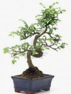 S gvde bonsai minyatr aa japon aac  Bitlis iek sat 