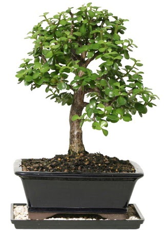 15 cm civar Zerkova bonsai bitkisi  Bitlis iek siparii sitesi 
