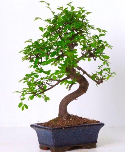 S gvdeli bonsai minyatr aa japon aac  Bitlis iek gnderme sitemiz gvenlidir 