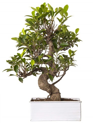 Exotic Green S Gvde 6 Year Ficus Bonsai  Bitlis iek gnderme sitemiz gvenlidir 