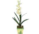 Özel Yapay Orkide Beyaz   Bitlis online çiçekçi , çiçek siparişi 