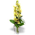  Bitlis İnternetten çiçek siparişi  cam vazo içerisinde tek dal canli orkide