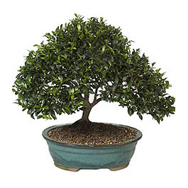  Bitlis ucuz iek gnder  ithal bonsai saksi iegi  Bitlis iek gnderme sitemiz gvenlidir 