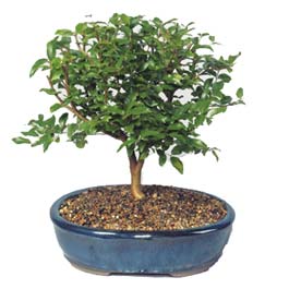  Bitlis ieki maazas  ithal bonsai saksi iegi  Bitlis online ieki , iek siparii 