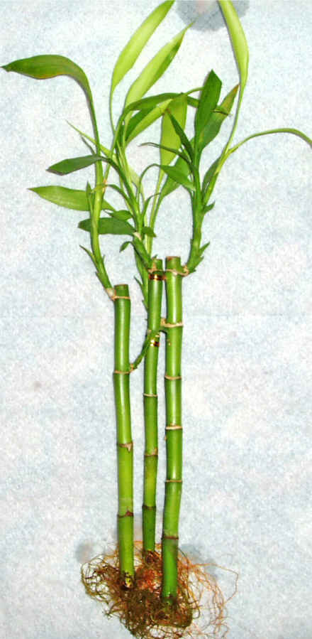 Lucky Bamboo 3 adet vazo hediye edilir   Bitlis cicek , cicekci 