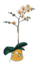  Bitlis online çiçek gönderme sipariş  Phalaenopsis Orkide ithal kalite