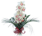  Bitlis çiçek siparişi sitesi  Dal orkide ithal iyi kalite