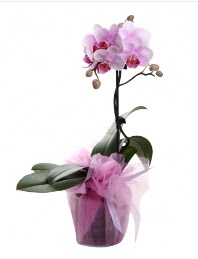 1 dal pembe orkide saksı çiçeği  Bitlis kaliteli taze ve ucuz çiçekler 