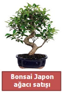 Japon ağacı bonsai satışı  Bitlis çiçek siparişi sitesi 