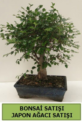 Minyatür bonsai japon ağacı satışı  Bitlis çiçek gönderme sitemiz güvenlidir 