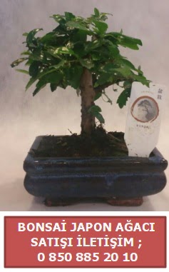 Japon ağacı minyaür bonsai satışı  Bitlis çiçek satışı 